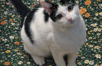 초초초개냥이 집사 찾아요