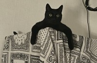 까만 코리안숏헤어 2마리 분양합니다