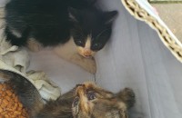 새끼 고양이 무료 분양 2달