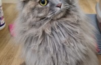 2살 스코티쉬폴드 사랑으로 키워주실분 찾아요