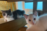 렉돌 (여) 브리티쉬숏헤어블루바이 (남)