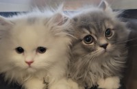 (영종도) 3개월동안 함께한 아기들 분양보냅니다