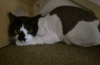 코숏 분양합니다