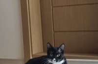 사랑으로길러주실분 간식지원 병원비지원