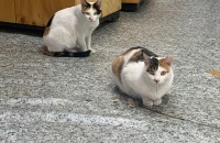 너무 귀여운 고양이 2마리 무료분양합니다