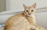 강서구 고양이 무료분양