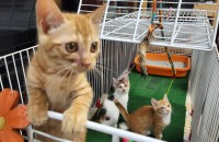 4개월된 애기들 입니다