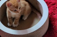 2개월된 새끼 남아 형제 고양이 두마리 같이 입양하실분