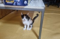 고양이 무료분양합니다. 경기도 화성 남양입니다.