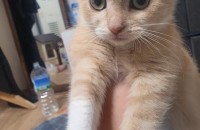 14개월된 아이 무료분양합니다