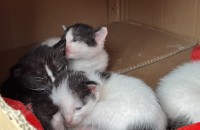 아기 고양이 무료 입양 보내요