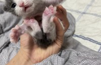 아기 고양이 분양합니다