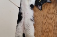 먼치킨 여아 8개월 분양합니다