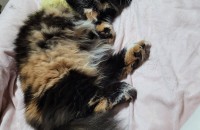 먼치킨 여아 2세 무료분양합니다