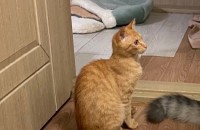 치즈고양이 분양합니다 전북군산