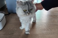 페르시안 공주분양보내요ㅜㅜ