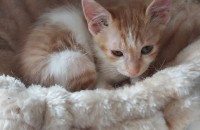 치즈고등어 3개월 여아 분양 보냅니다!!