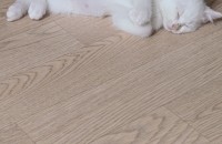 아기고양이 무료분양