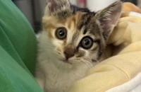 애기 냥이 가족이 되어주세요☺️<전북 익산>