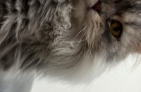 페르시안 친칠라 2세여아 분양해요