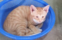 80일된 새끼고양이 4마리(  암컷2  숫컷2   )