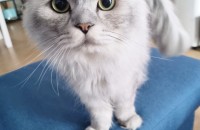 이쁜아이 분양보내요ㅜㅜ