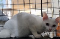 6개월 아깽이들 임보중이라 주인찾아주려고합니다!