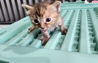 갓태어난 믹스 새끼냥이들