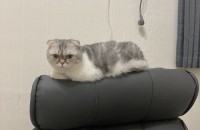 스코티쉬폴드 먼치킨 여자아이 분양합니다.