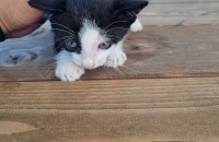 2개월가량 숫2마리 천안입니다