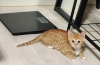 아기 치즈냥이 무료분양합니다