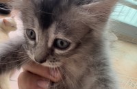 아기 고양이 무료분양합니다