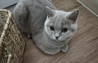 브리티쉬 숏헤어 여아 (중성화 x) 분양 합니다