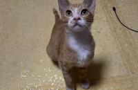 스트릿 출신 4-5개월 추정 남아 치즈냥이 무료분양 보내요