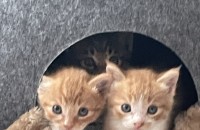 아기고양이 형제 사랑으로 키워주실분♥