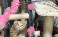 길냥이 아기 치즈, 삼색이 분양합니다.