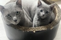 구미/대구 러시안블루 분양