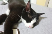 턱시도 암컷 2017년6월생 무료분양합니다..ㅠㅠ