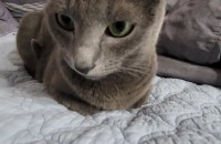 러시안블루 여아 3살 중성화