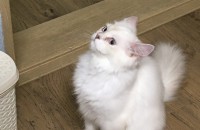 브리티쉬 롱헤어 5개월 남아 무료분양합니다