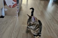 새끼 냥이 분양