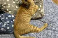 코숏(치즈태비) 3개월 무료분양 합니다.