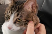 코숏 애교많은 개냥이 분양