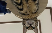 벵갈 고양이의 가족이 되어주실분 찾습니다