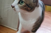 개냥이 두마리 분양합니다<부산>