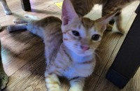 3개월 노랭이 남아 두마리  무료 분양드립니다