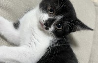 레오 귀여운 아기고양이 분양합니다 !