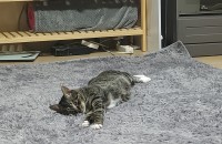 (부산) 너무 이쁜 고양이 입양 보냅니다