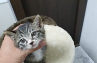 3개월된 애기고양이 무료분양합니다