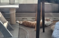 부산, 양산 5개월령 추정 코숏 무료분양합니다.